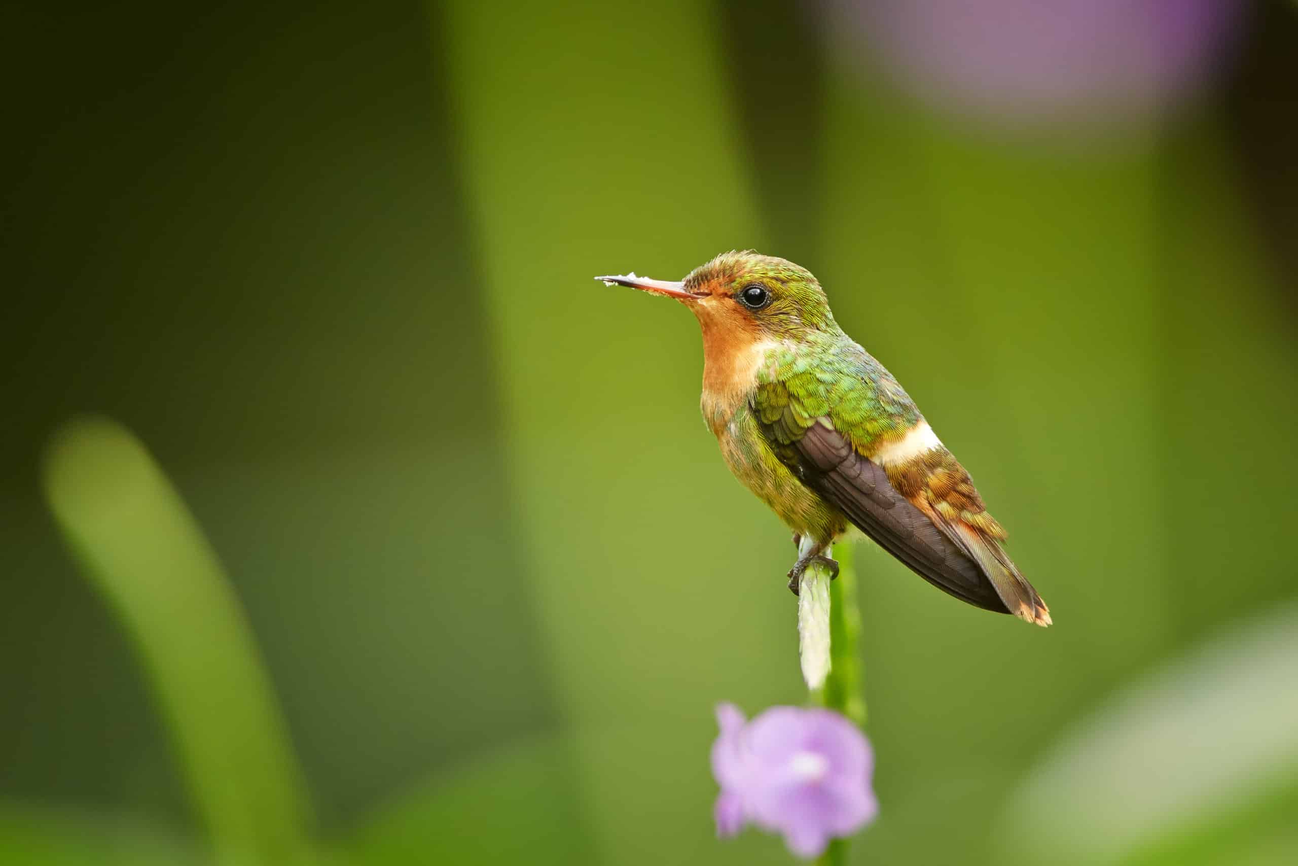 tiny,beautiful,female,of,crested,and,coppery,green,hummingbird,tufted