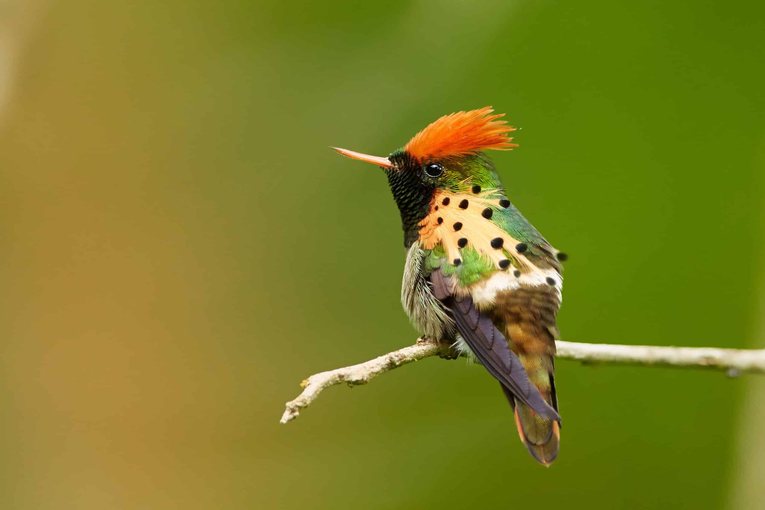 striking,caribbean,hummingbird,,isolated,tufted,coquette,,lophornis,ornatus,perched,on